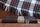 Holy Bible: New International Version, Chocolate/Tan Leathersoft, Thinline, Red Letter