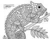 Holy Bible: New International Version, Wonders of Creation Holy Bible: Illustrations to Color and Inspire